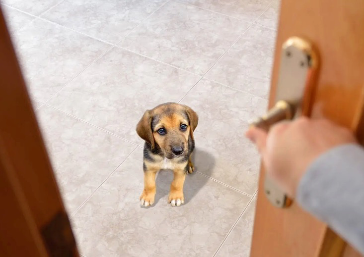 Install a dog door for your pet